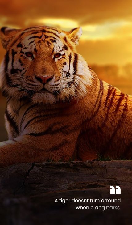 Tiger Banner for About Safari
