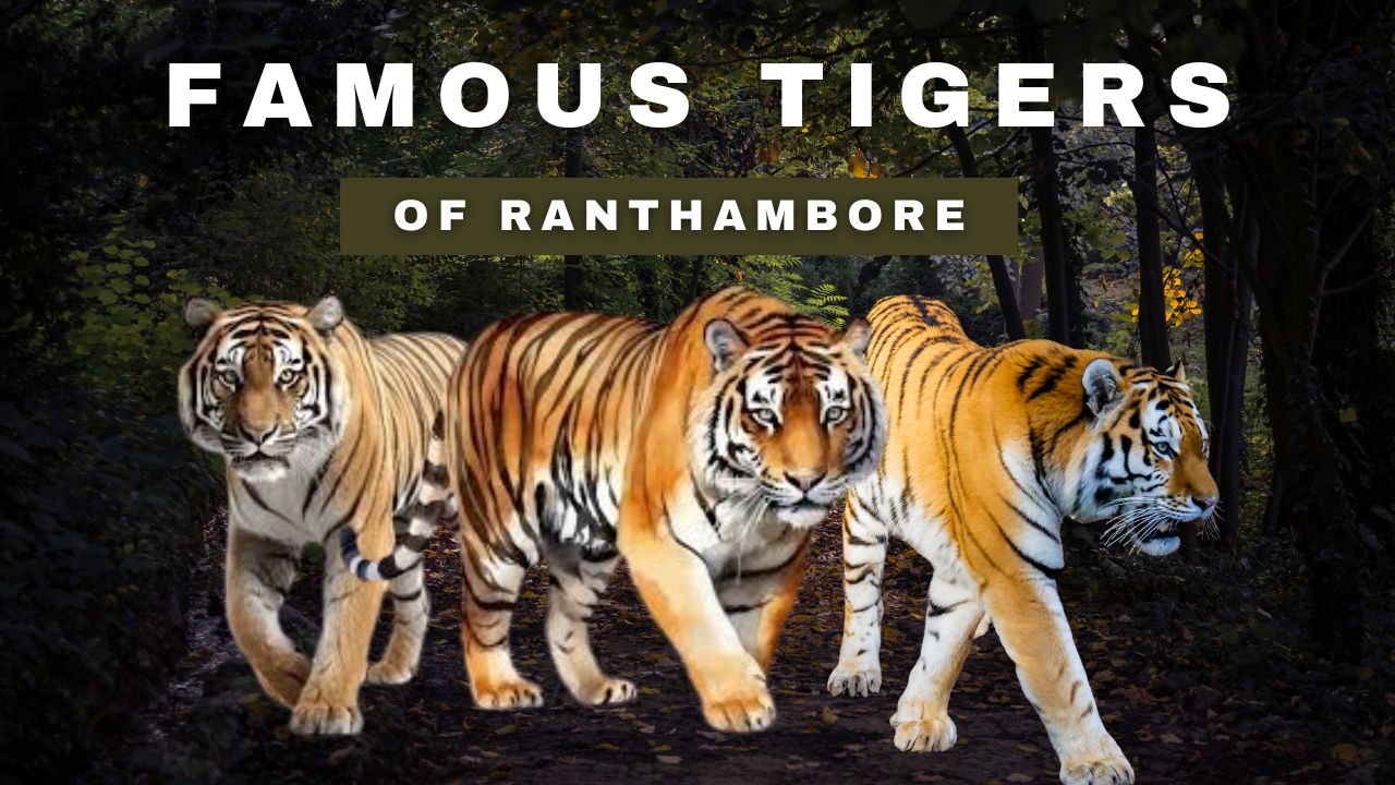 Famous Tigers of Ranthambore National Park - Big Cats Adventure