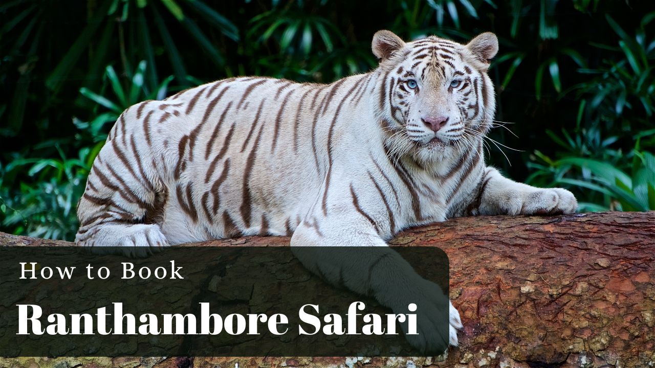 How to Book Ranthambore Safari