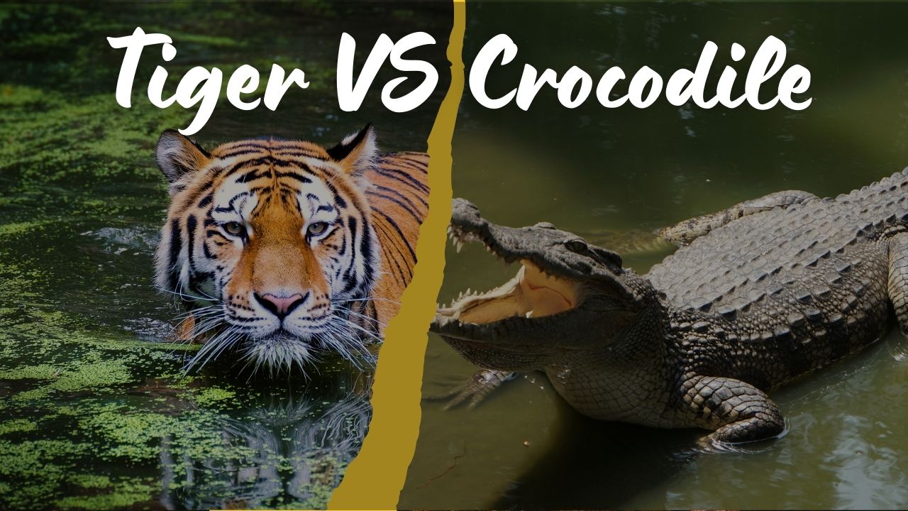 Tiger VS Crocodile