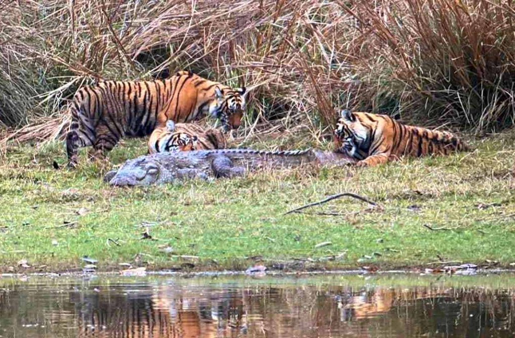Tigress Riddhi with cubs on Crocodile Kill