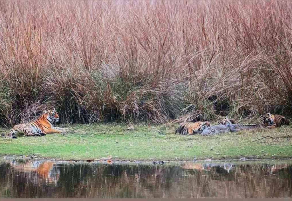 Tigress Riddhi with cubs on Crocodile Kill 2
