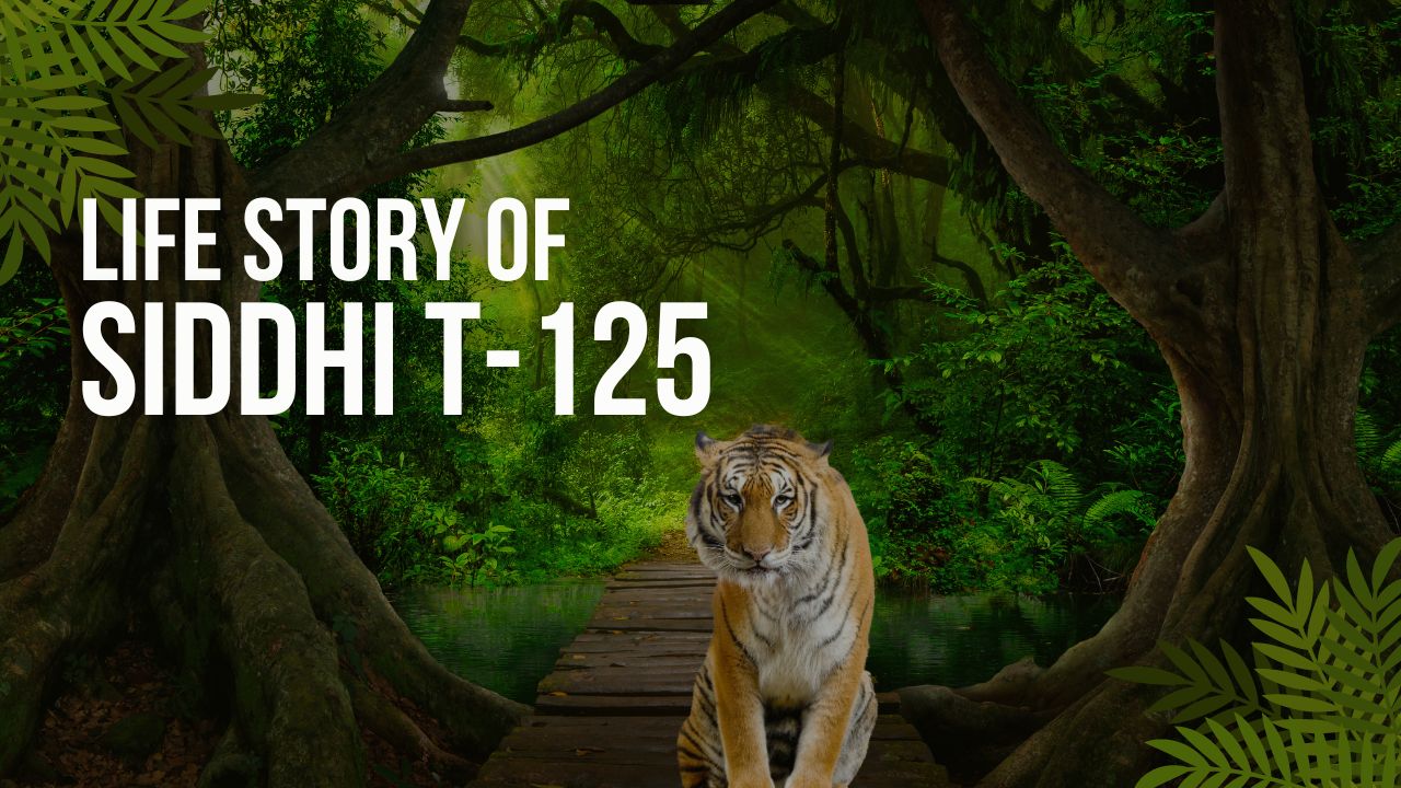 Life Story of Siddhi T-125