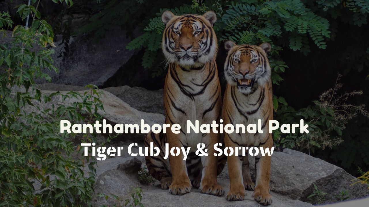 Ranthambore National Park Tiger Cub Joy & Sorrow