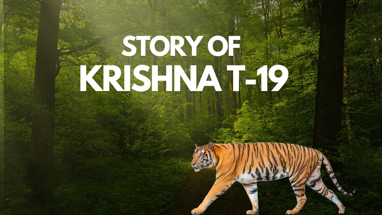 Life Story of Krishna T-19