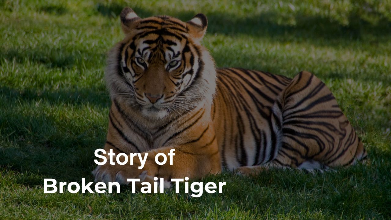 Story of Broken Tail Tiger