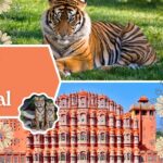 Jaipur Tiger Festival
