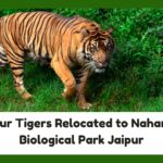 Nagpur Tigers Relocated to Nahargarh Biological Park Jaipur