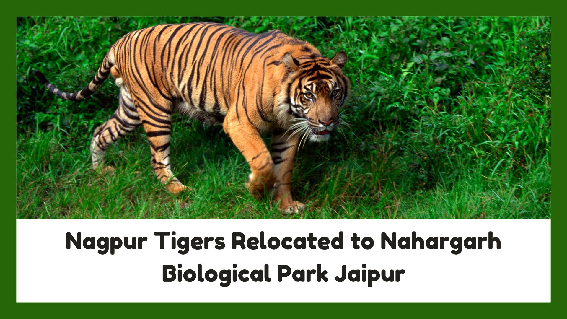 Nagpur Tigers Relocated to Nahargarh Biological Park Jaipur