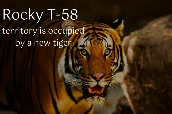 Rocky-T-58-Tiger